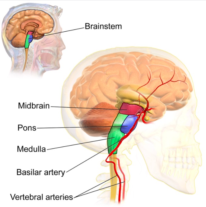 El tronco cerebral