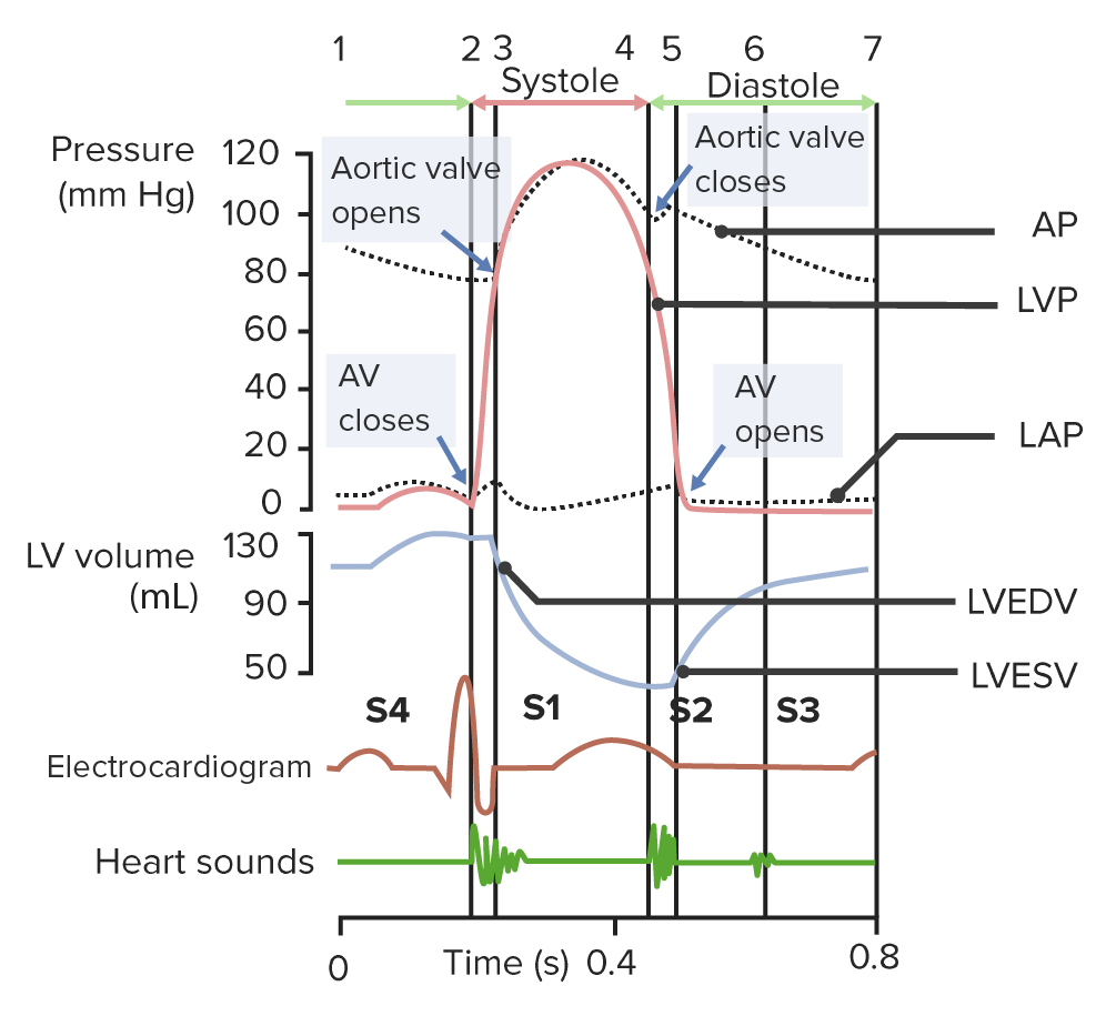 The cardiac cycle with its heart sounds