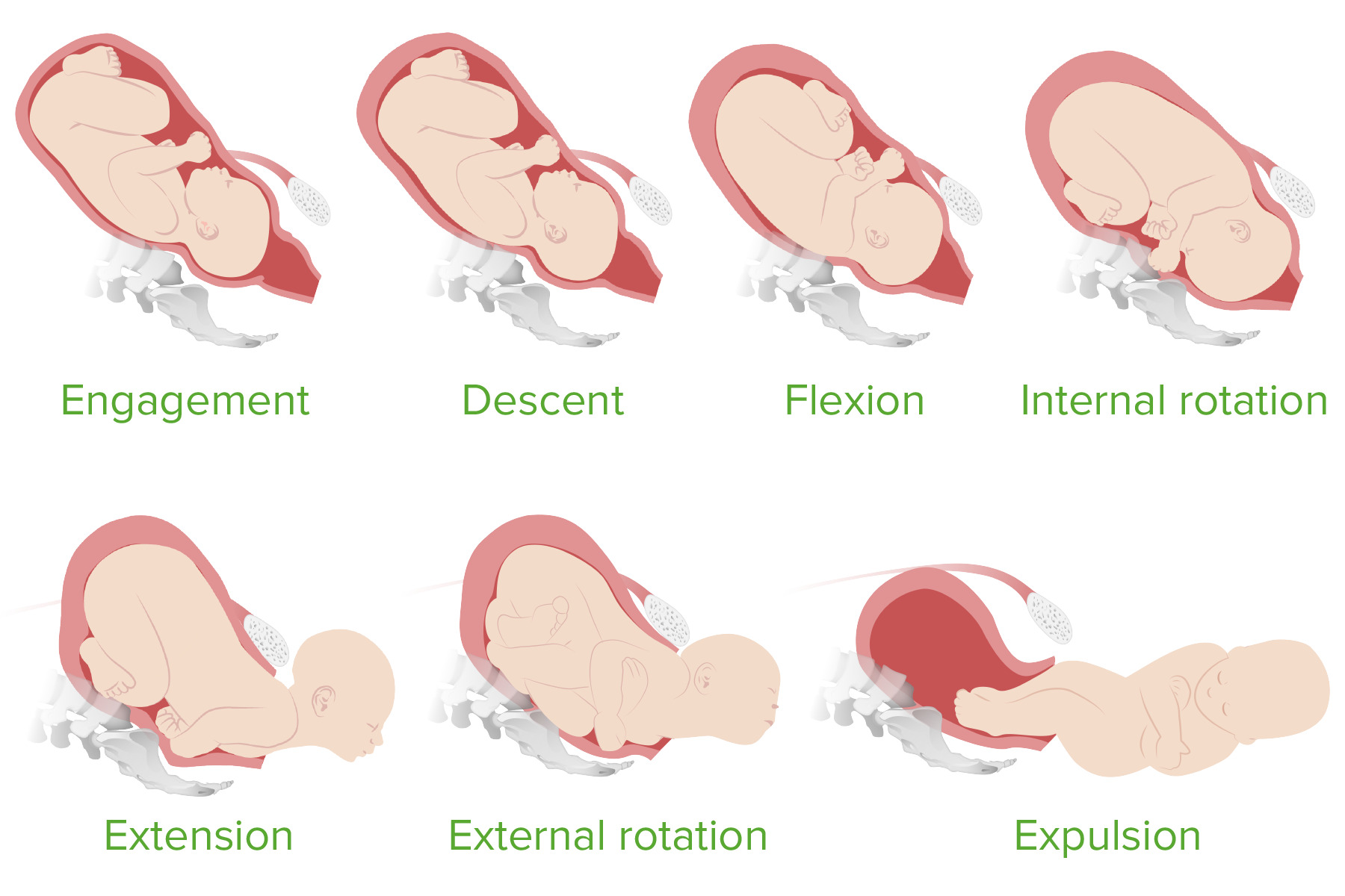 7 cardinal movements of labor model