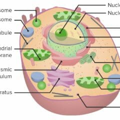 The cell and cellular organelles