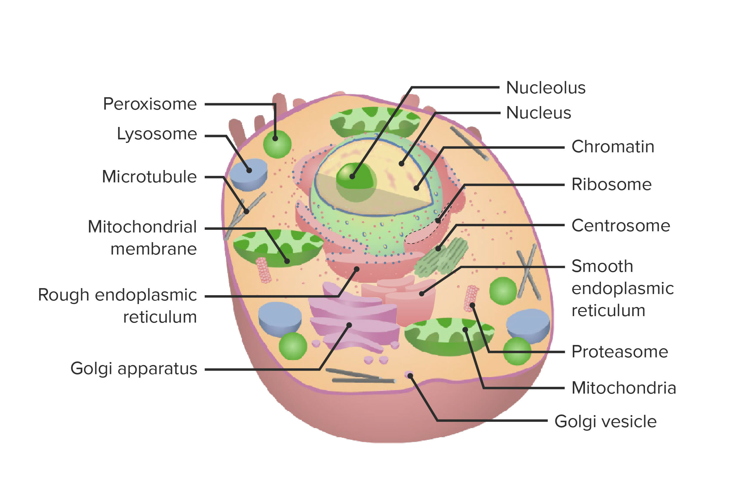 endoplasmic reticulum diagram in a cell