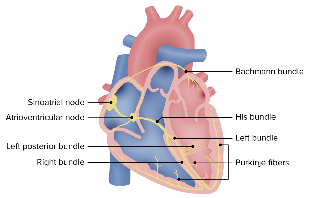 The conduction system of the heart
