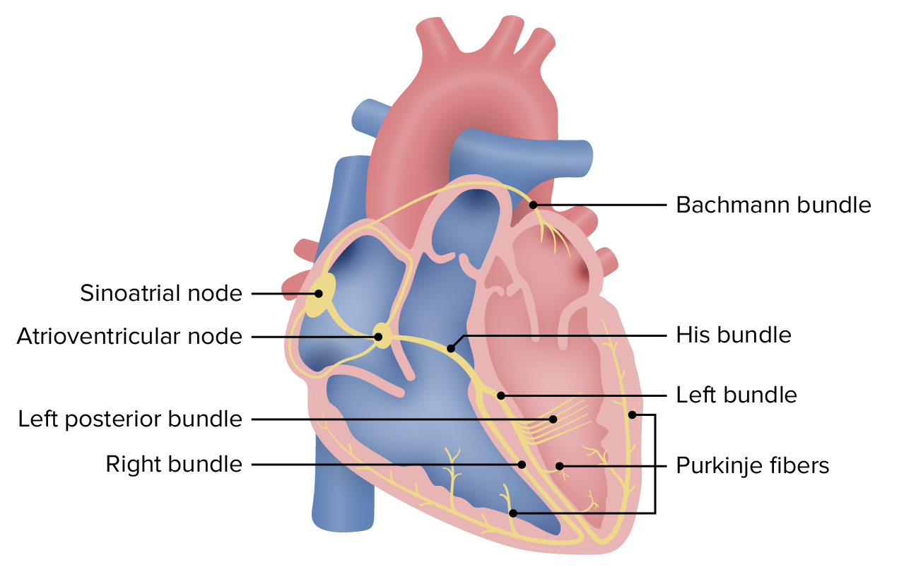 Purkinje Fibers Bundle Of His Purkinje Fibers Bundle Of His