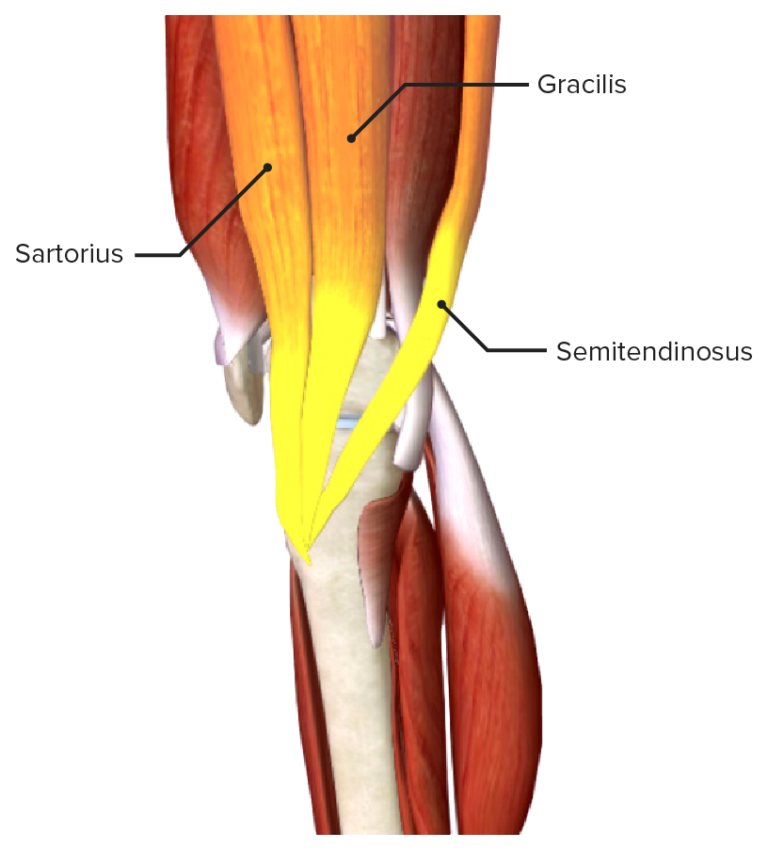 Hip Joint: Anatomy | Concise Medical Knowledge