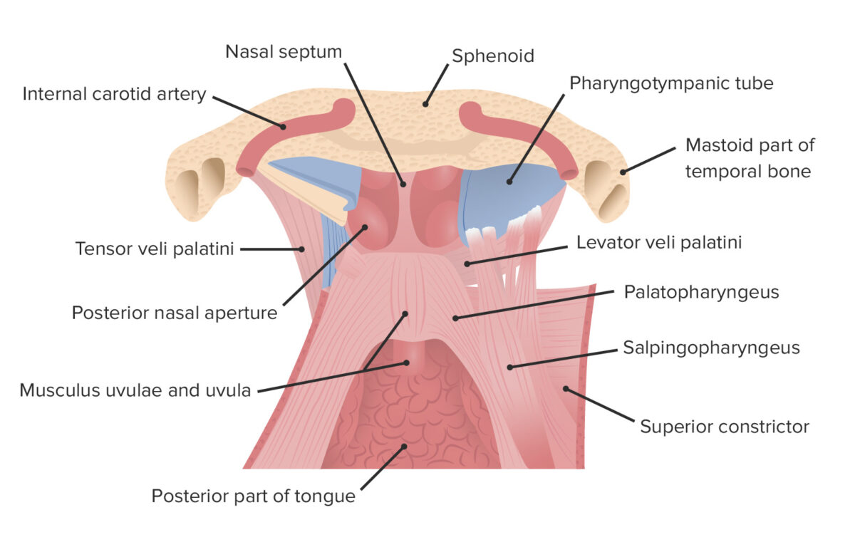 Los músculos constrictor y longitudinal de la faringe.