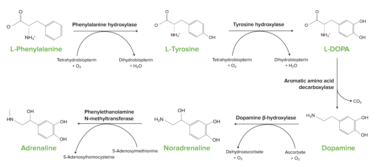 The conversion of l-phenylalanine into l-tyrosine