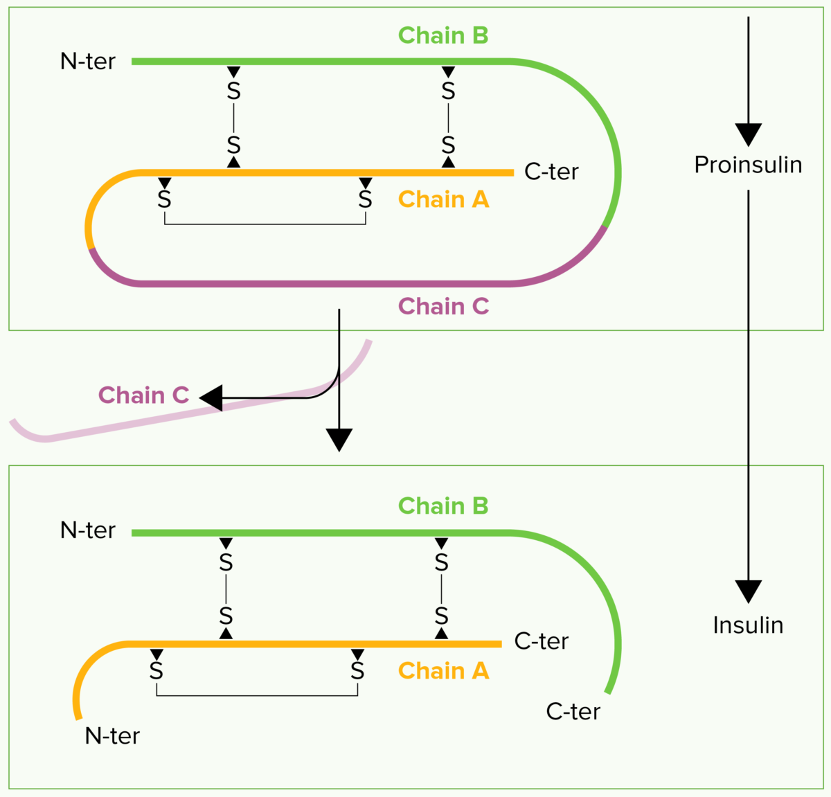 The conversion of proinsulin to insulin