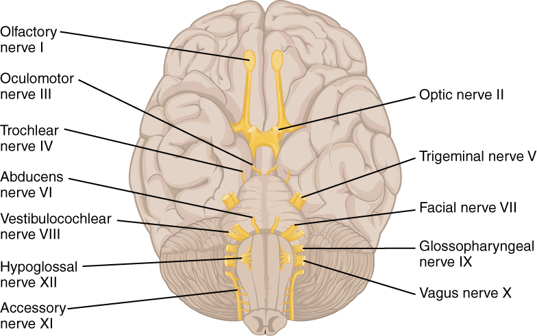 Anatomy of the trigeminal nerve (CN V): Video