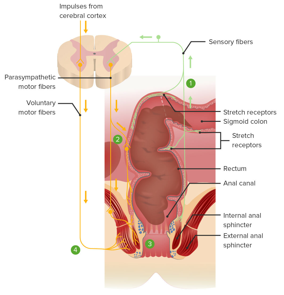 Anatomy Of Anal Sex