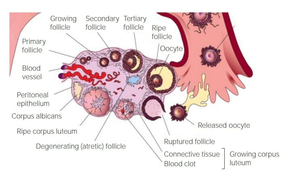 The development of a follicle within the ovary