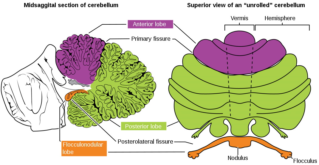 The different lobes of the cerebellum