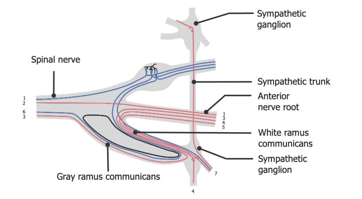The dynamics of sympathetic outflow