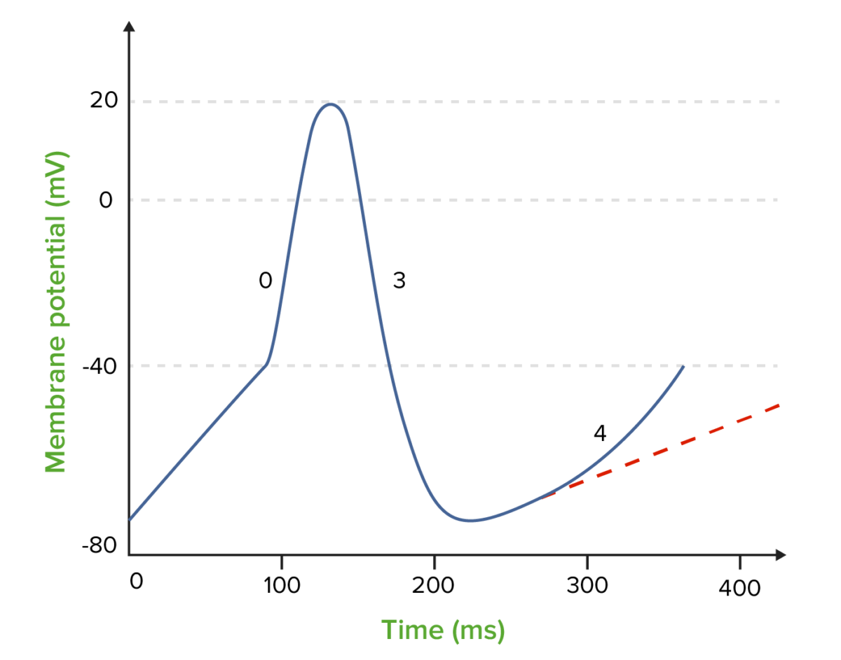 The effect of class 2 antiarrhythmics (beta blockers) on the nodal action potential