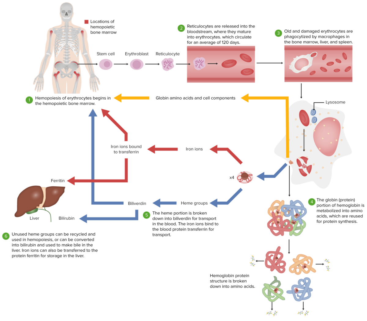 Ciclo vital de los eritrocitos