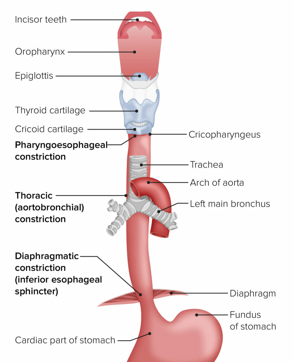 The esophagus in relation to other organs from the mouth to the stomach