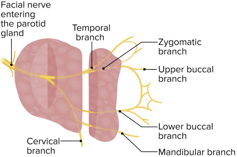 The facial nerve