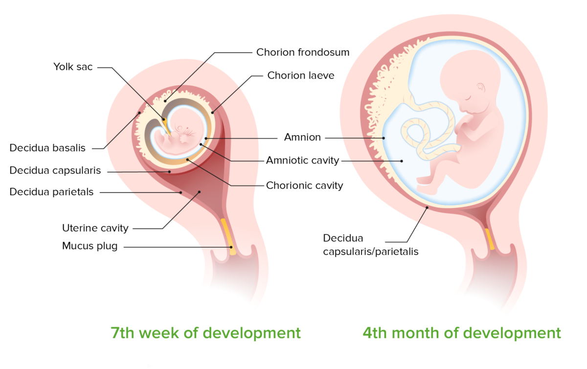 Desarrollo de las membranas fetales.