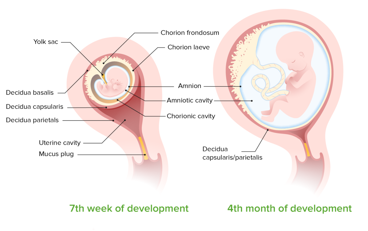 Prelabor Rupture Of Membranes Concise Medical Knowledge