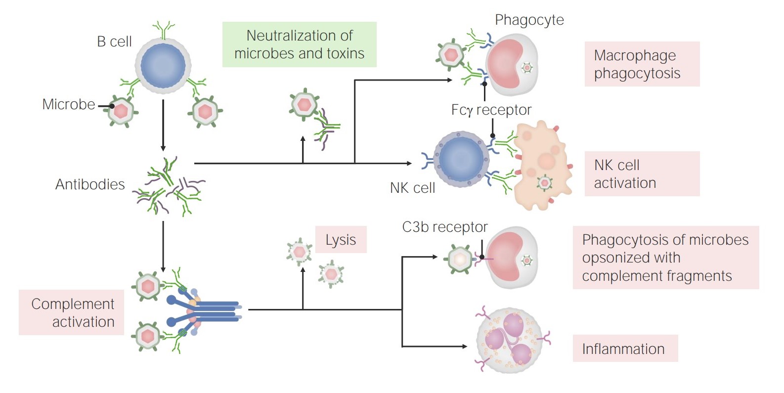 adaptive defenses humoral immunity