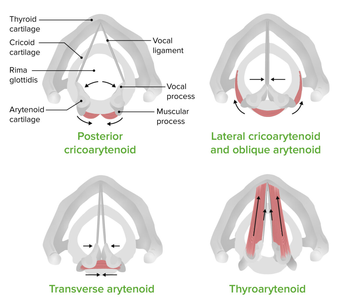 As funções dos músculos intrínsecos da laringe