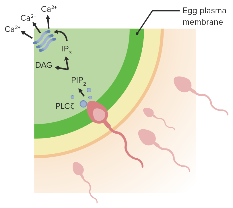 Os fusíveis com a membrana plasmática do ovo