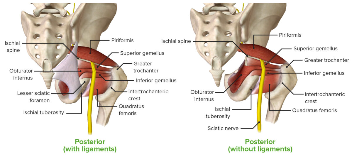 The gluteal region, featuring the deep gluteal muscles