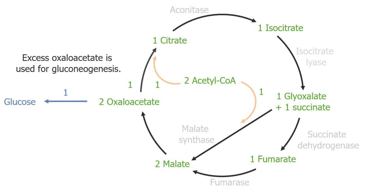 The glyoxylate cycle