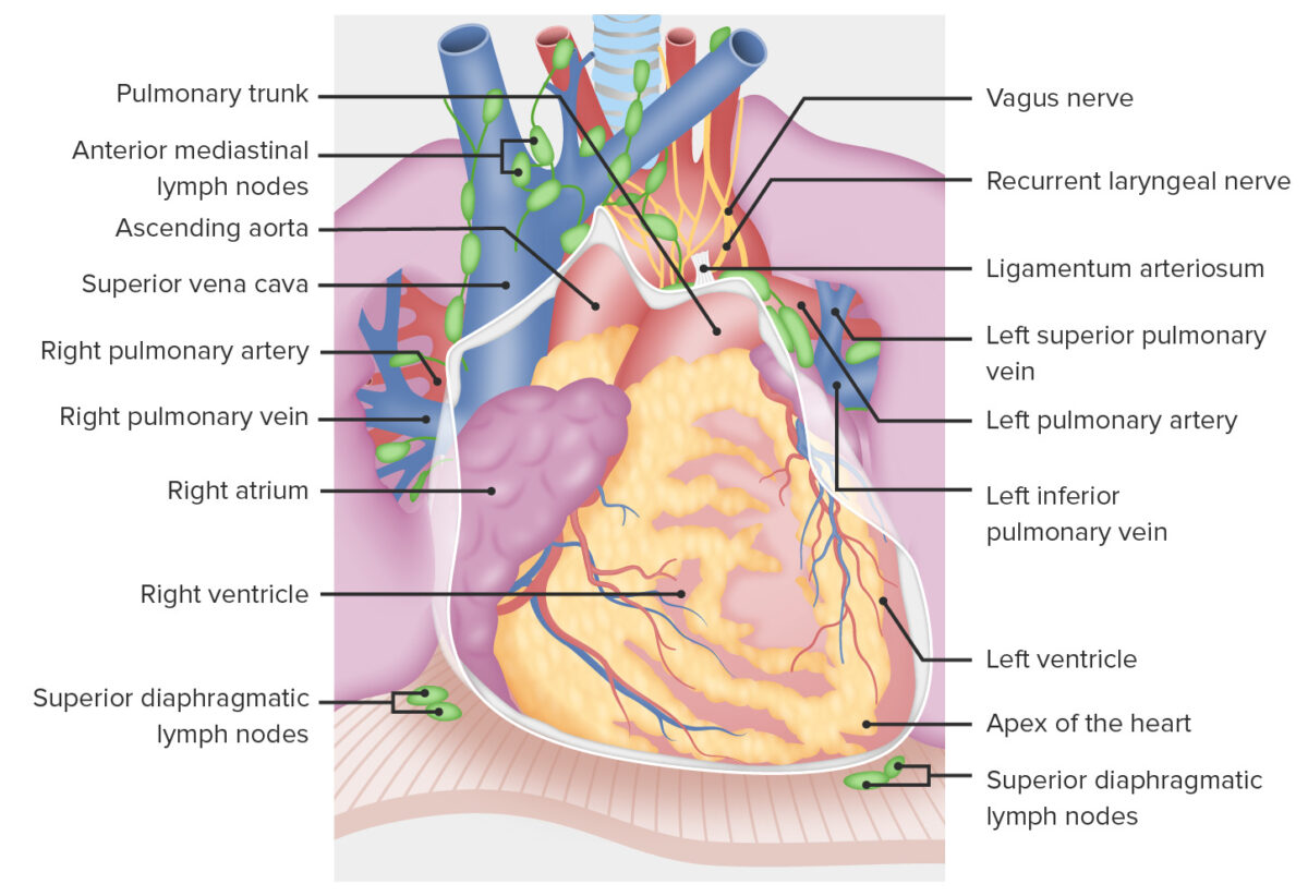 The heart within the pericardial cavity