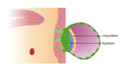 The hypoblast and epiblast form the bilaminar disc