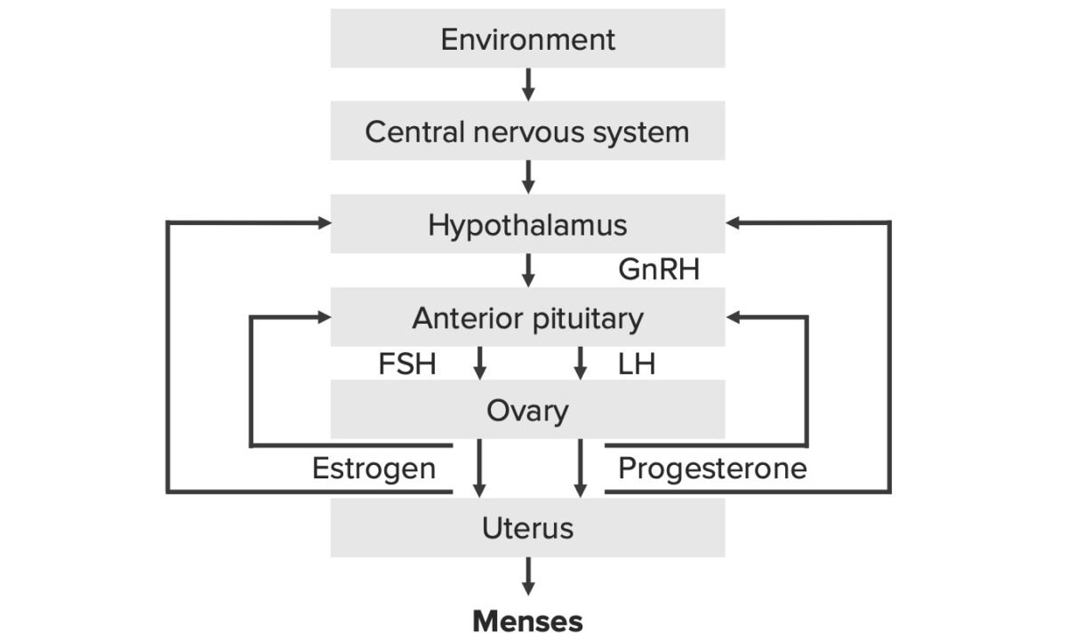 El hipotálamo-hipófisis-ovario