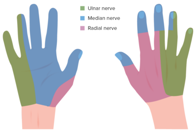 The innervation of the hand