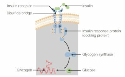 The insulin receptor, an rtk