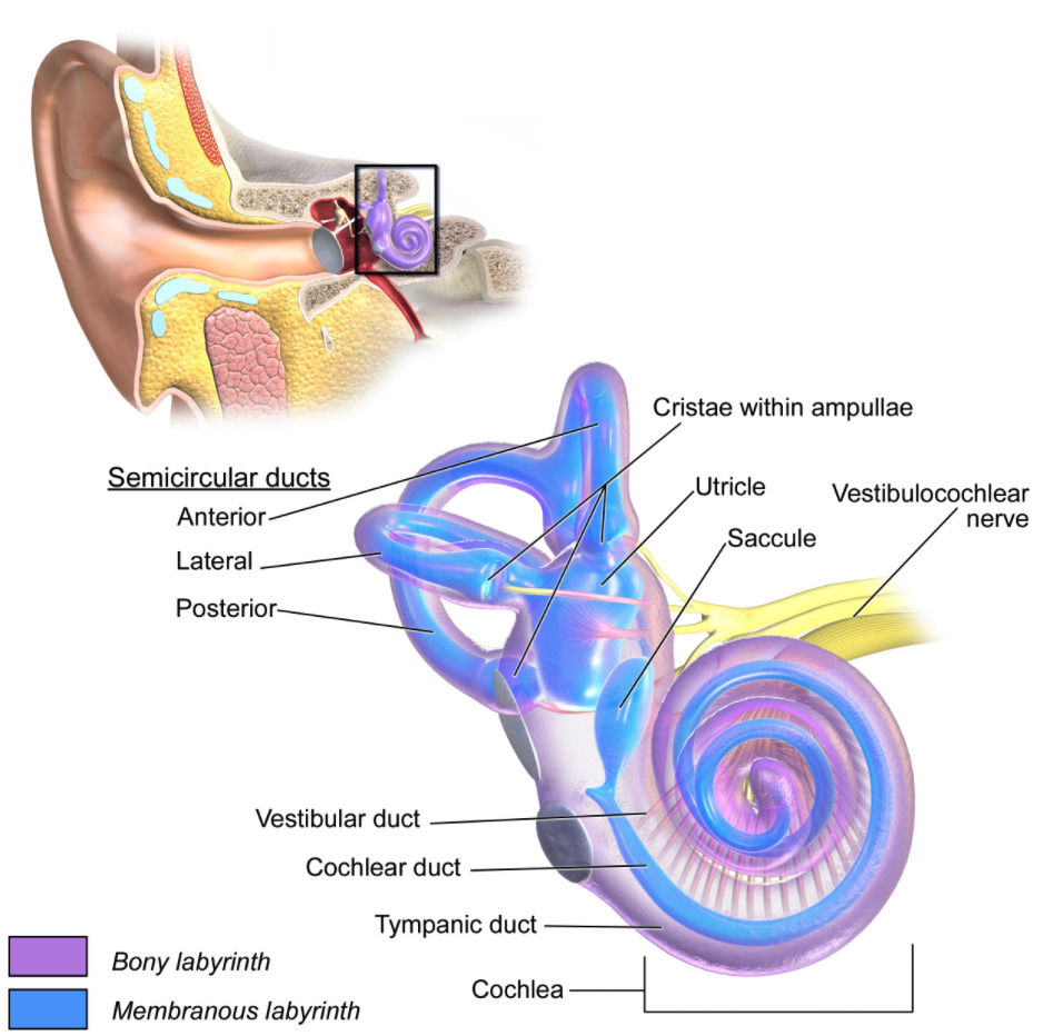 The internal ear