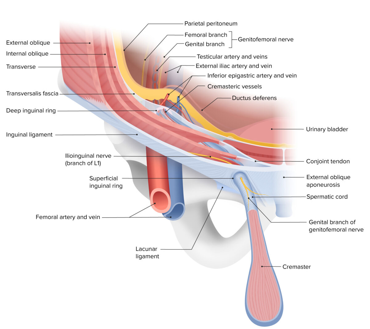 The layers of the anterior abdominal wall