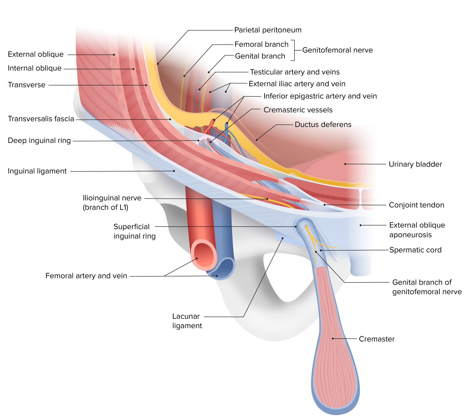 Abdominal wall layers of the inguinal canal, semi 3D exploded view -  English labels