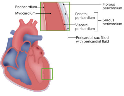 Heart: Anatomy | Concise Medical Knowledge