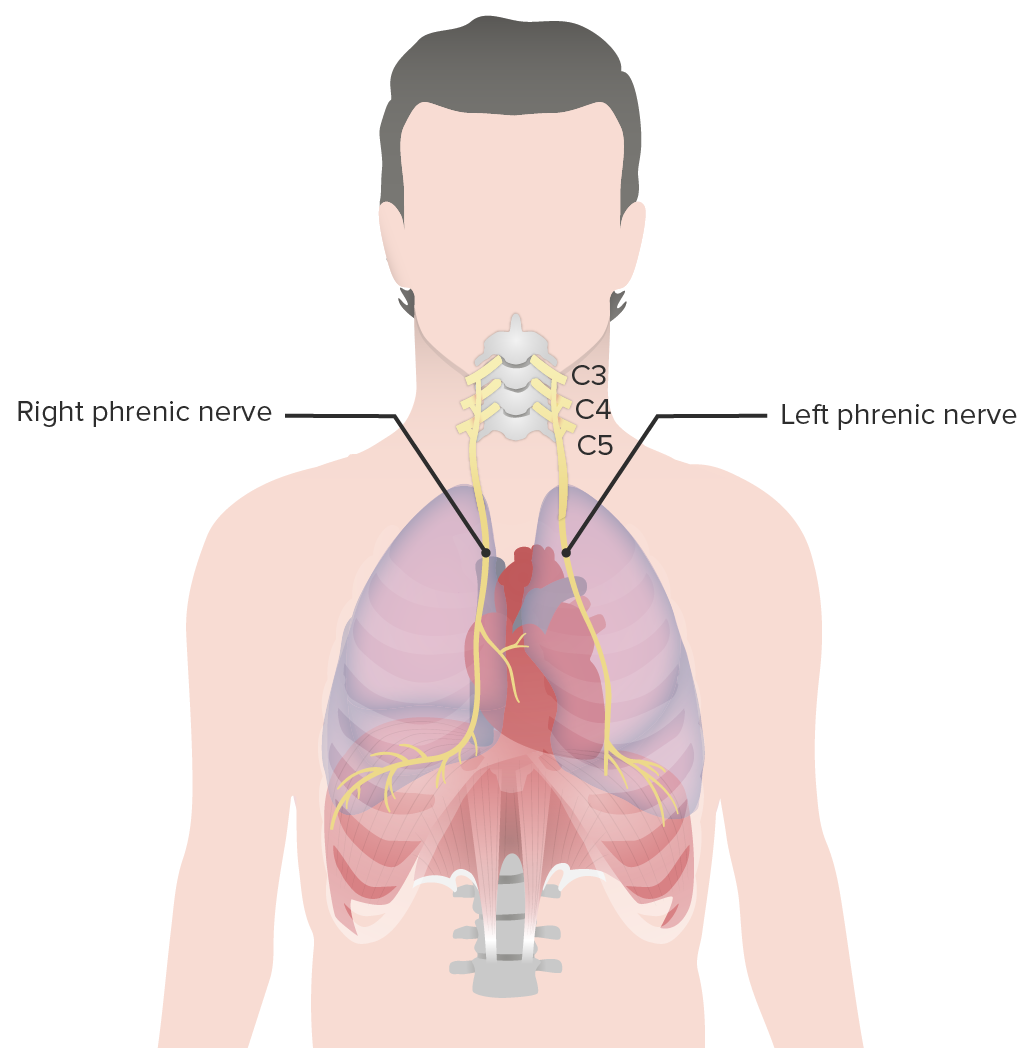 The left and right phrenic nerves provide innervation to the diaphragm