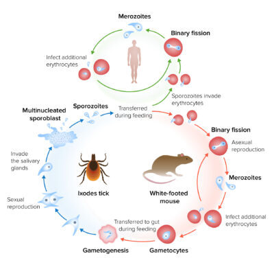 The life cycle and transmission of babesia