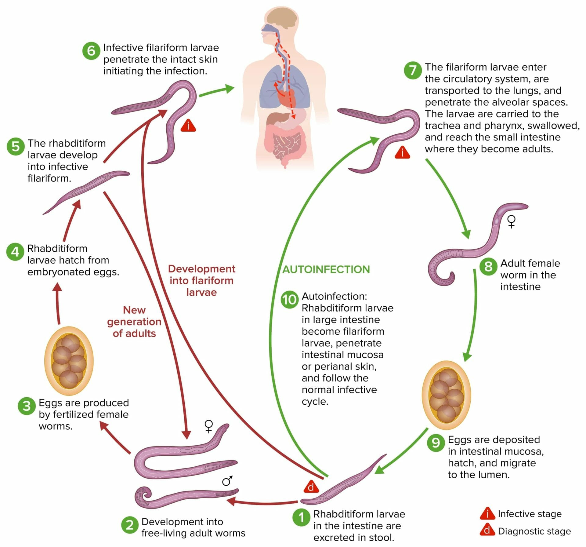 Strongyloides Stercoralis Ciclo Biologico