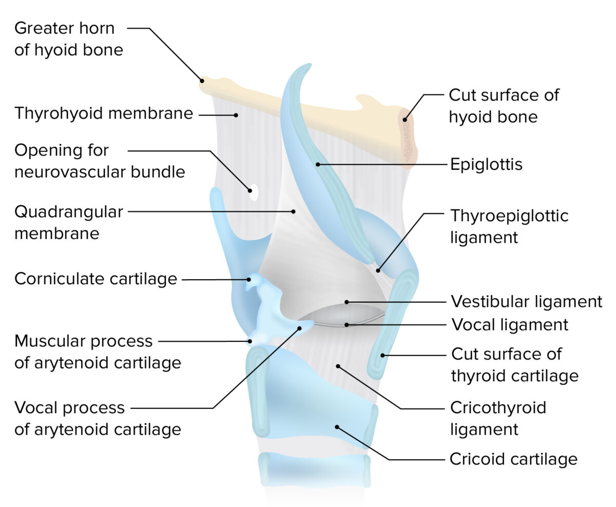 Los ligamentos y membranas de la laringe