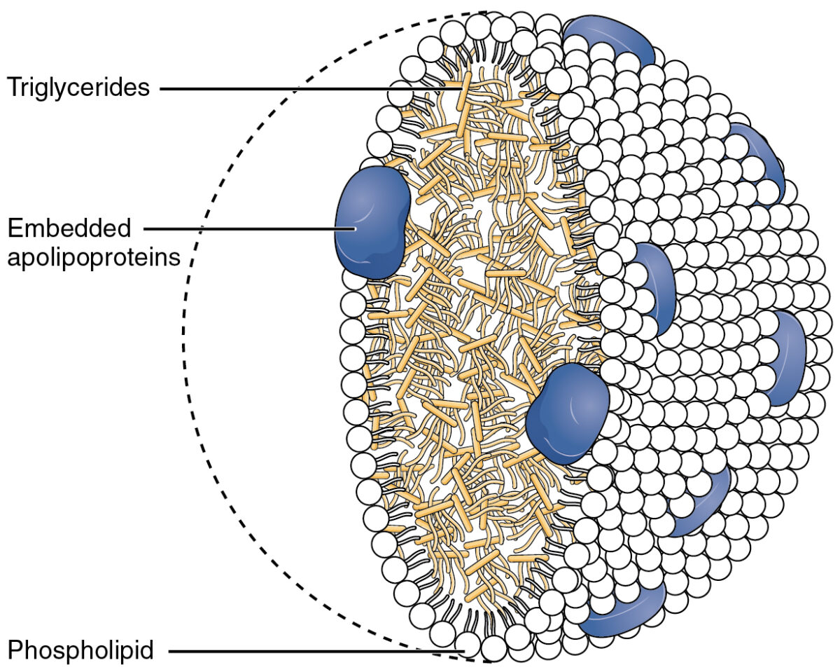 The lipoprotein structure facilitates transport of lipids through the blood