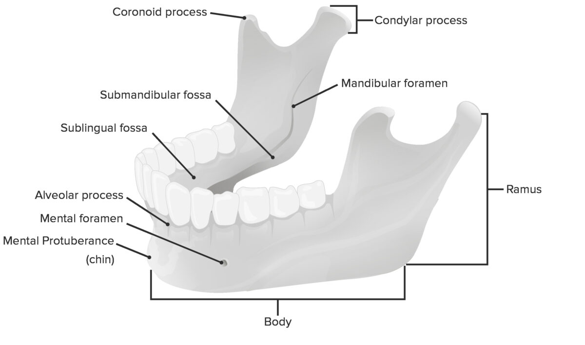 The mandible jaw joint La articulación de la mandíbula mandibular