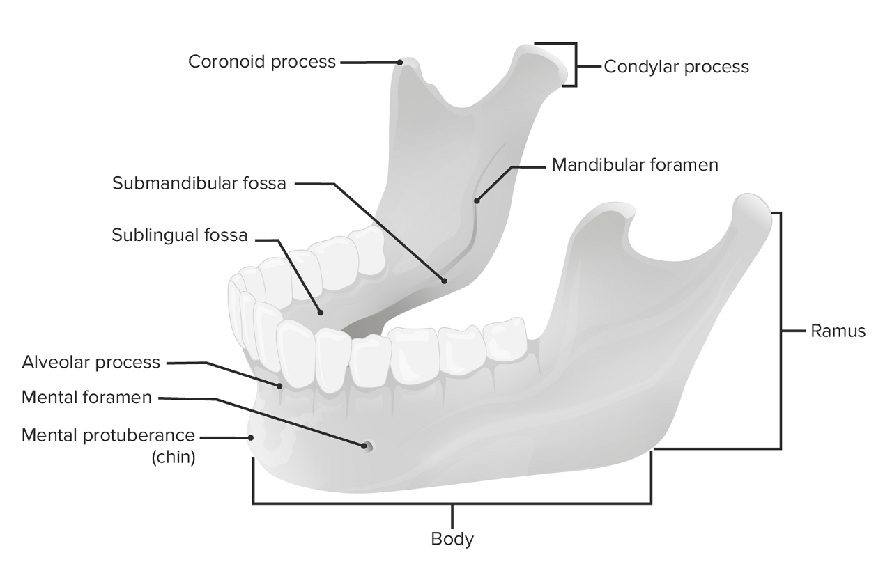 A manual of anatomy . .—The right temporo-mandib-ular articulation seen  from the outerside. {Sobotla anil McMurrich.) Fig. 87.—The right temporo- mandibu-lar articulation seen from the inner side.{Sobotta and McMurrich.)  lates with the demifacet of the two