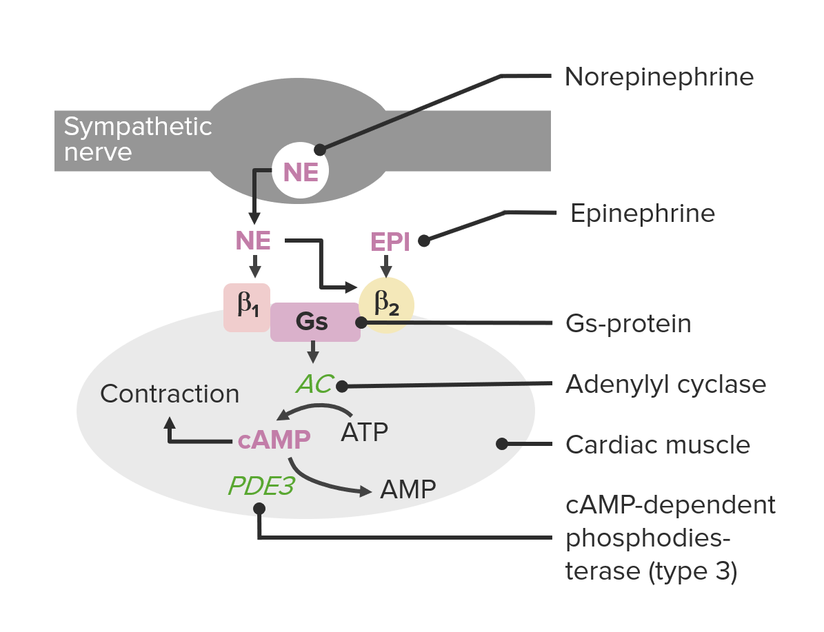 El mecanismo de acción de la milrinona, un inhibidor de la fosfodiesterasa-3 (pde3)
