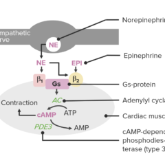The mechanism of action of milrinone, a phosphodiesterase-3 (PDE3) inhibitor