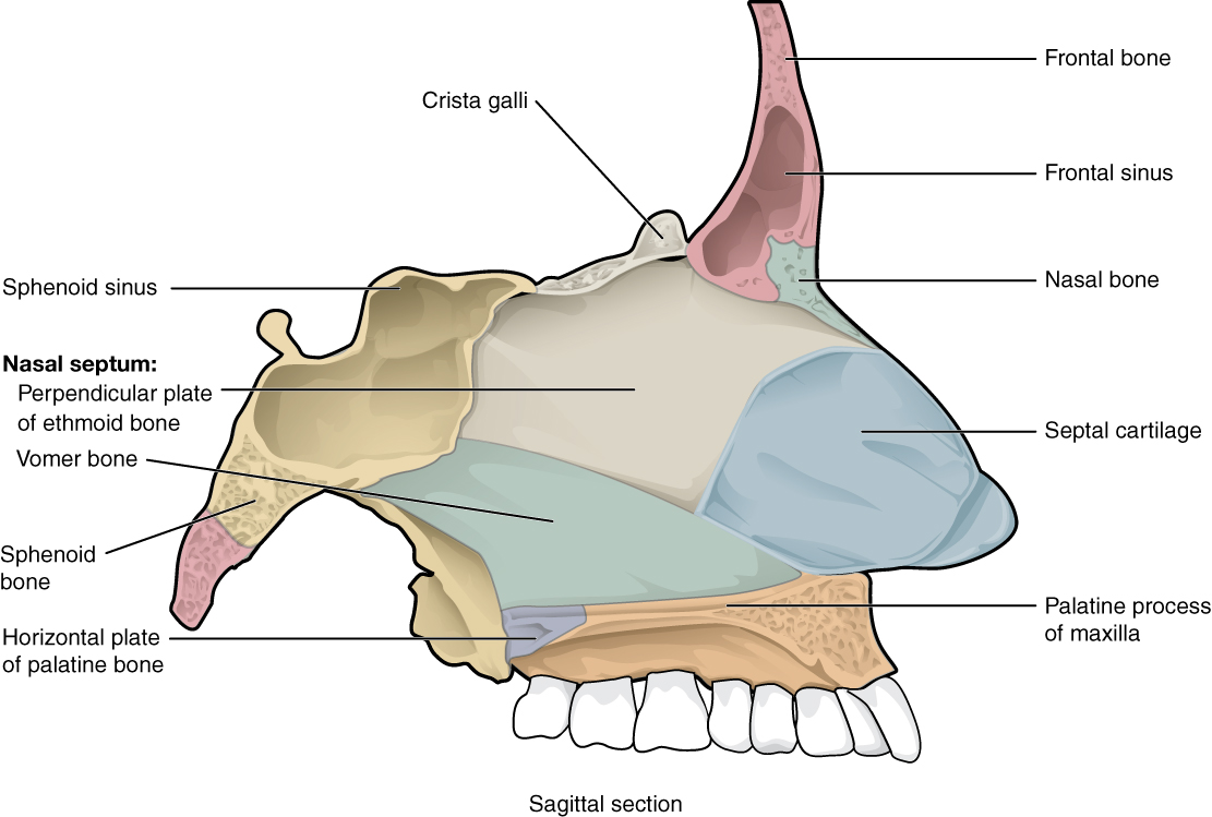 The medial wall or septum of the nasal cavity