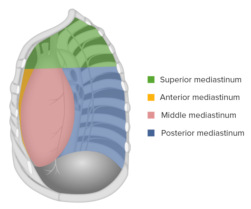 The mediastinum