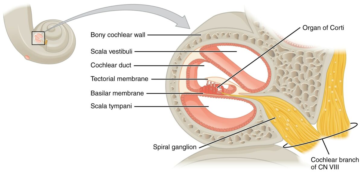 O órgão de corti está localizado na escala média