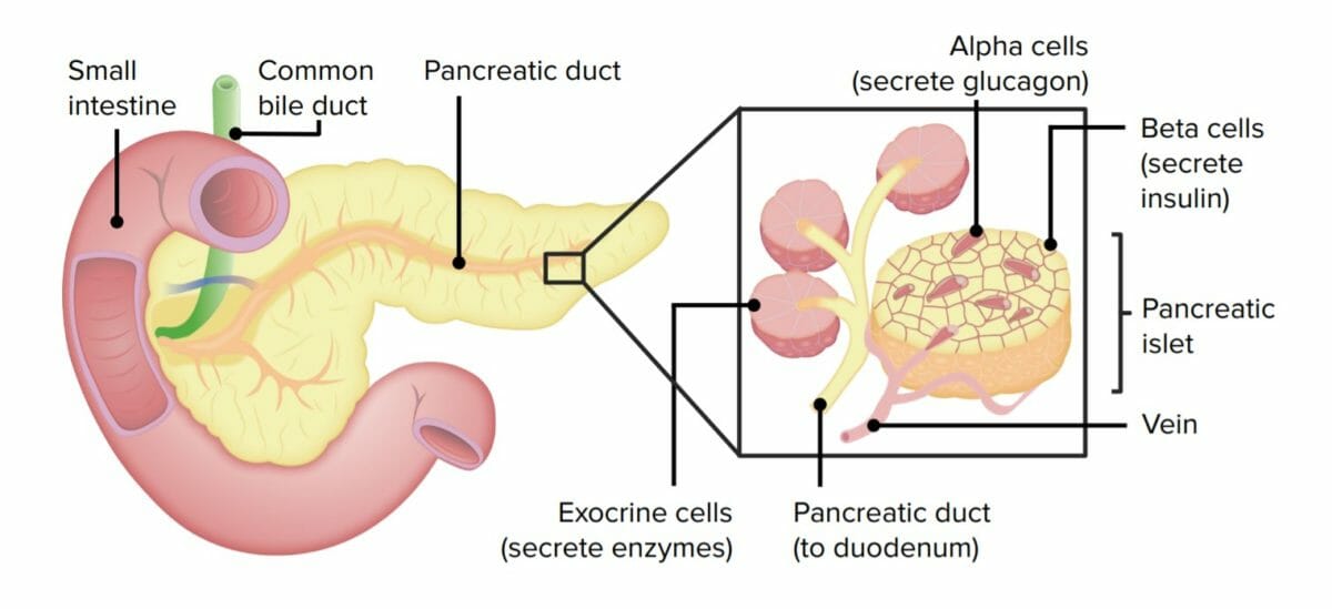 The pancreas with its two major tissue components