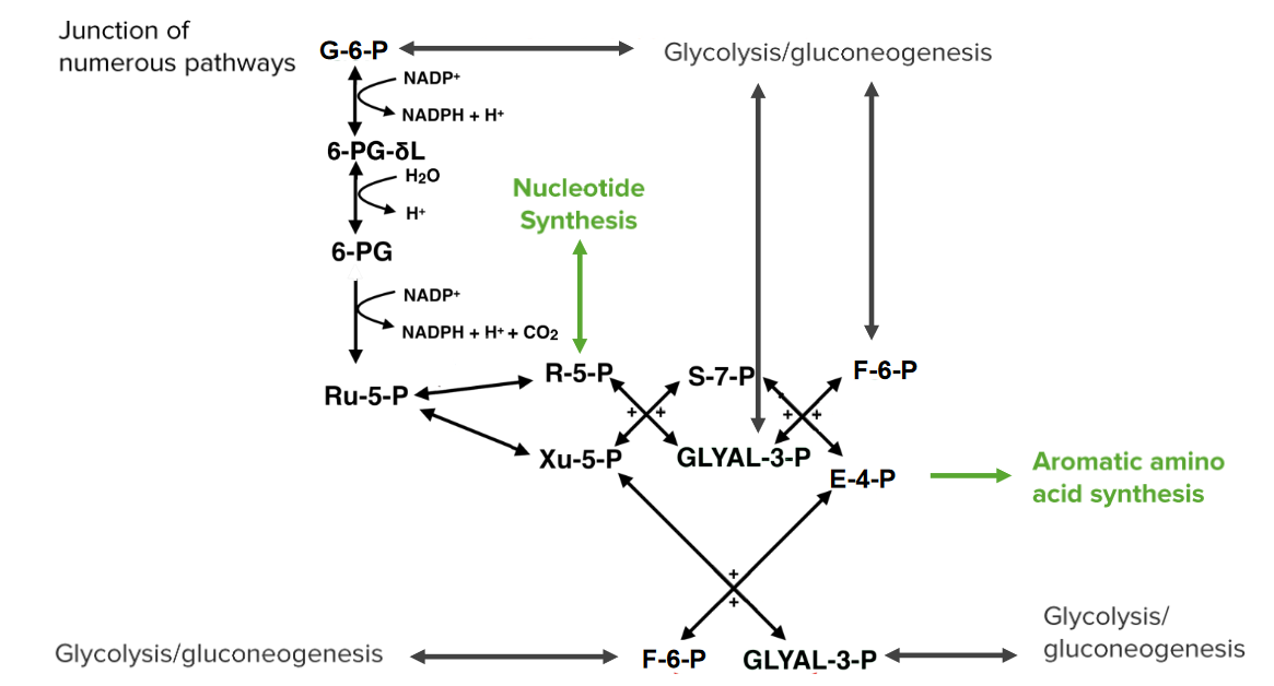 The pentose phosphate pathway